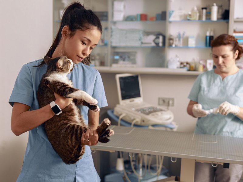 dvm_0001_careful-asian-lady-holds-cute-cat-while-colleague-2026-03-24-21-37-56-utc.jpg
