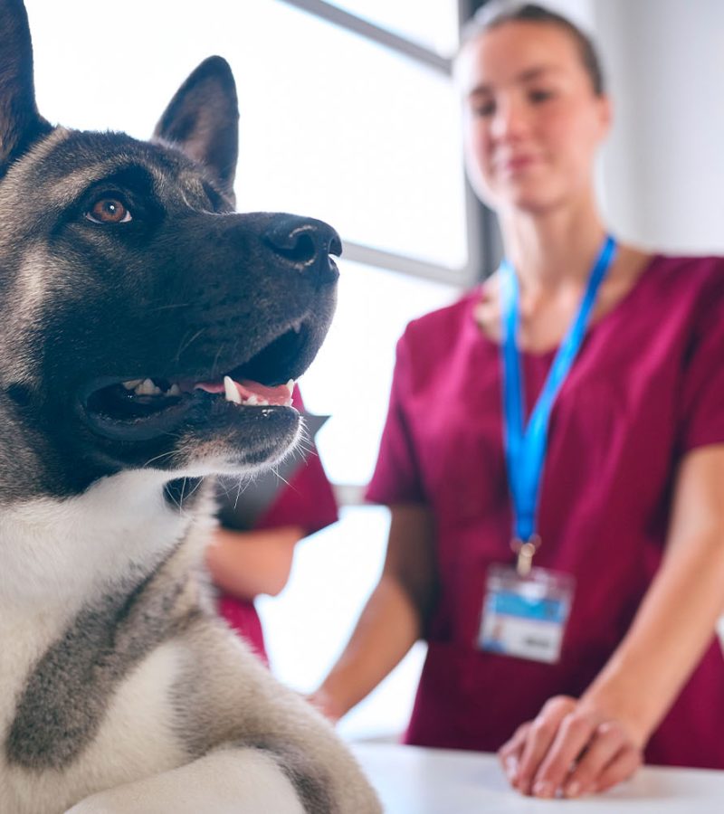 dvm_0003_close-up-of-female-vet-examining-and-stroking-pet-2026-03-10-04-49-04-utc.jpg